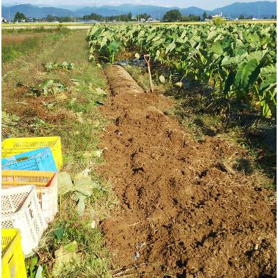 ふるさと納税 川西町 農家直送　土付き里芋(大和早生)2kg