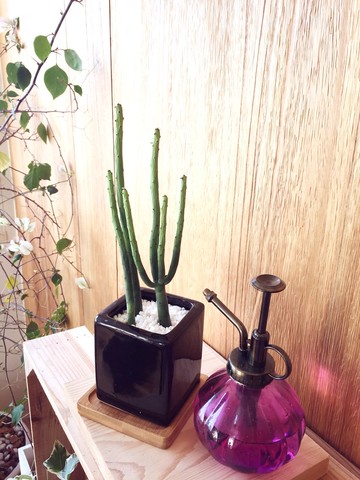 (盆栽) 綠珊瑚 Green Coral (多肉植物 療癒 辦公室小物)