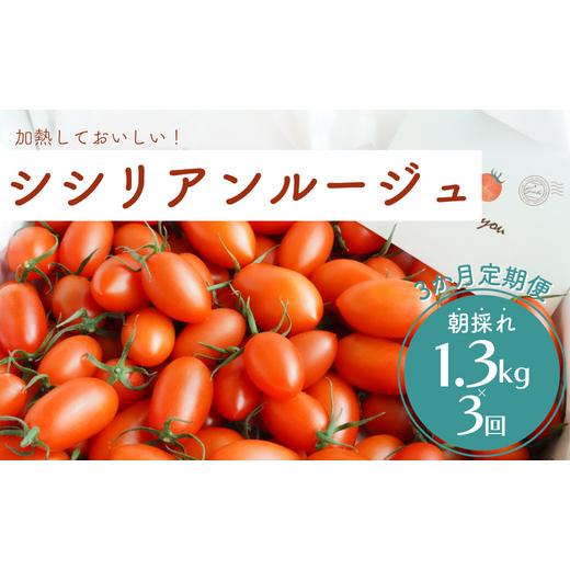 ふるさと納税 千葉県 八街市 げんき農場の朝採れシシリアンルージュ 1.3kg×3回