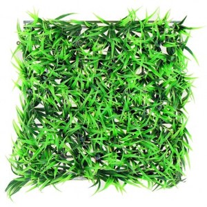 皇龍草草皮 短支淺綠