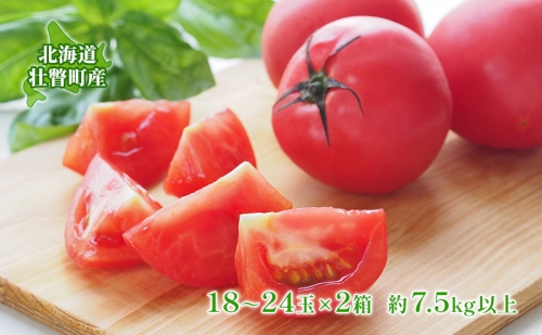 ＜2024年6月下旬よりお届け＞計約7.5kg以上！北海道壮瞥町「ファーム横山」の美味しいもぎたてトマト(18～24玉×2箱)  野菜 トマト 産地直送 夏 旬 旬の野菜 とまと 季節商品 先行予約