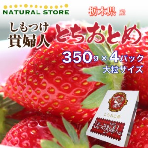 [予約 2023年 12月21日-12月25日の納品] いちご とちおとめ しもつけ貴婦人 約1.4kg 大粒 栃木県しもつけ産 ギフト 冬ギフト お歳暮 御歳