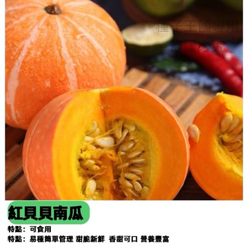 紅貝貝南瓜種子 栗子南瓜 迷你南瓜 日本南瓜 貝貝南瓜 紅栗南瓜 小巧南瓜 家庭菜園 陽台盆栽 觀賞食用 紅皮南瓜