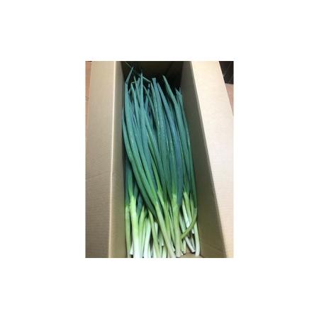 ふるさと納税 生産農家直送　京野菜・九条ねぎ　2kg×4回 京都府宇治田原町