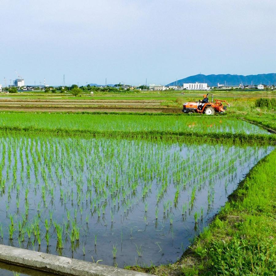 玄米 徳島県産木村秋則式自然栽培米 5kg 徳島県産 米 無農薬 自然栽培米  お米 ごはん