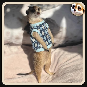 【XL-LX】春季英倫風螺紋衣服狐獴龍貓土撥鼠松鼠貂豚鼠花枝鼠youyou愛寵屋