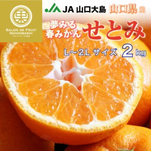 [予約 3月1日-4月15日の納品] せとみ 春みかん 約2kg L 2L 高糖度 柑橘 山口県産 簡易梱包 JA山口 みかん 上級品