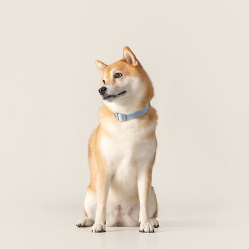 【tails&me 尾巴與我】新經典系列 犬項圈(雙色 共6色)