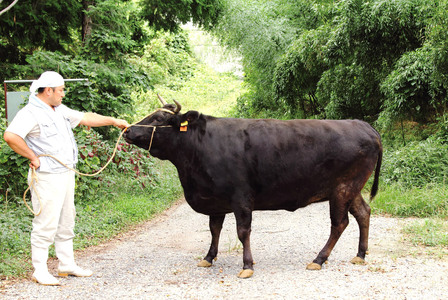  近江牛 すき焼き ・ しゃぶしゃぶ用 もも肉 500ｇ ２人?３人前　黒毛和牛 切り落し  和牛 国産 近江牛 和牛 近江牛 ブランド牛 和牛 近江牛 三大和牛 牛肉 和牛 近江牛 冷凍 贈り物 和牛 近江牛 ギフト 和牛 近江牛 プレゼント 和牛 近江牛 黒毛和牛 B-B11　安田牧場