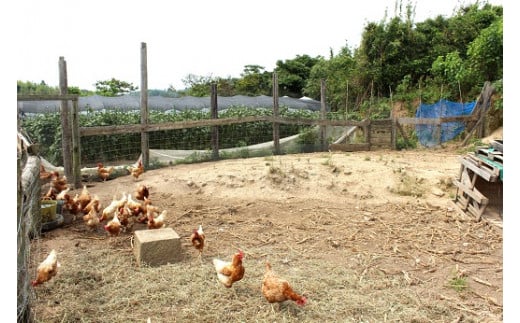 平飼い卵詰め合わせ！20個セット