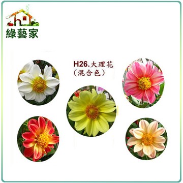 【綠藝家】大包裝H26.大理花(混合色，高30~40cm)種子10克(約1400顆)