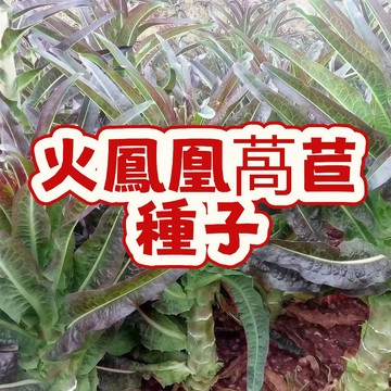 火鳳凰火焰萵苣種子 台灣現貨 紫葉生菜 紅葉A菜 紫蘿蔓 火燒蝦 耐熱耐抽苔 家庭盆栽 陽台菜園 四季可種 新手友善