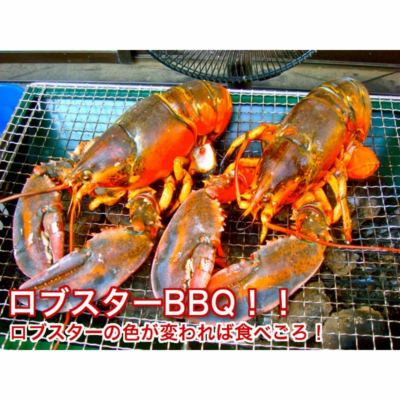 期間限定 エビ界最高峰 ヨーロッパ産ブルーオマールロブスター450g 500g 1尾 通販 Lineポイント最大5 0 Get Lineショッピング