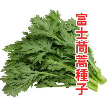 台灣四季富士茼蒿種子 山茼蒿 日系大葉蒿菜 火鍋菜 耐熱快收 家庭陽台盆栽 友善耕作 家庭菜園 新鮮香氣 採收期長