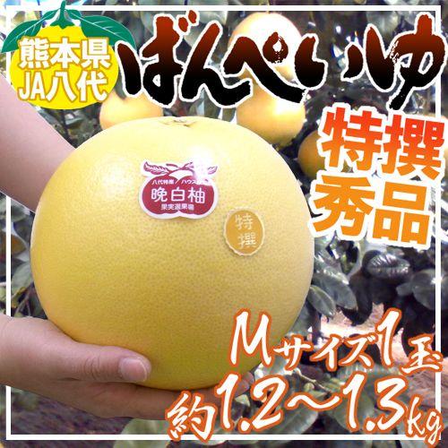 熊本県八代特産 ”晩白柚” ばんぺいゆ 秀品 Mサイズ 約1.2〜1.3kg