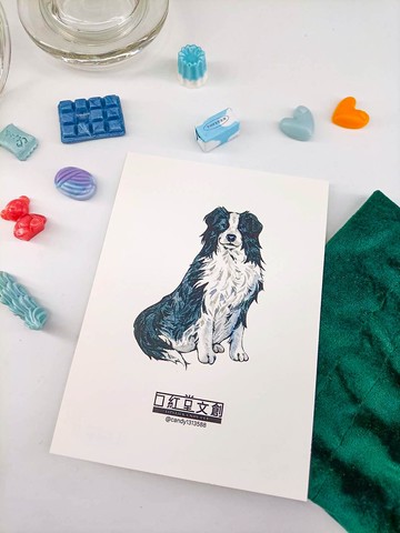 KR474_口紅堂明信片_邊境牧羊犬1_candy1313588 postcard