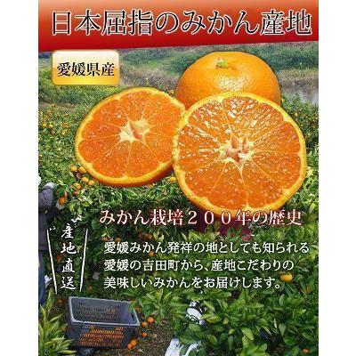 4営業日以内に発送　愛媛みかん２０kg