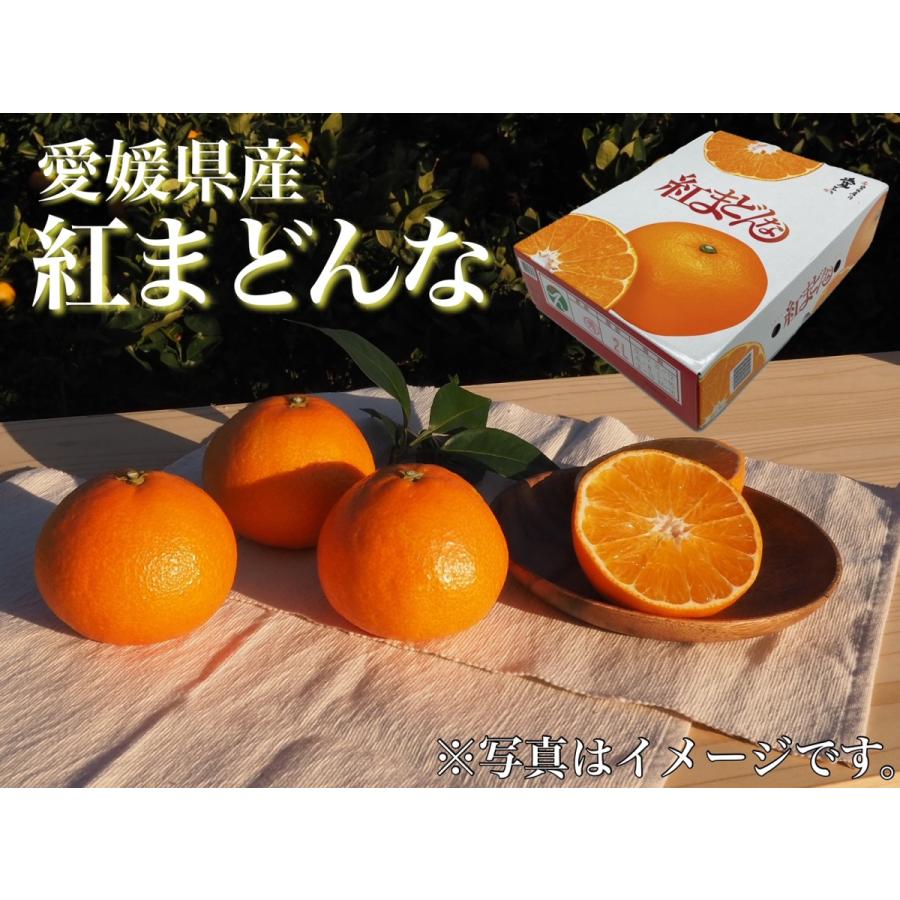 「紅まどんな」　愛媛県産(JAえひめ中央)　　12個入り