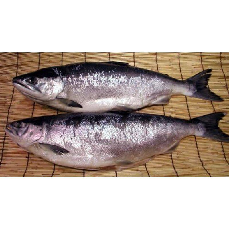 北海道産本紅鮭１尾(約2.0kg)切身