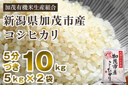 新潟県加茂市産 特別栽培米コシヒカリ 精米 10kg（5kg×2） 従来品種コシヒカリ 加茂有機米生産組合 コシヒカリ 新潟県産コシヒカリ 米 お米