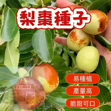 🍐棗子種子【梨棗種子】 臺灣原生梨棗種子，甜蜜多汁果實，陽台盆栽易種植，限量熱賣中！打造你的專屬果園，享受豐收樂趣！✨