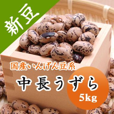 豆 うずら豆 送料無料 北海道産 中長うずら 令和５年産 5kg 業務用