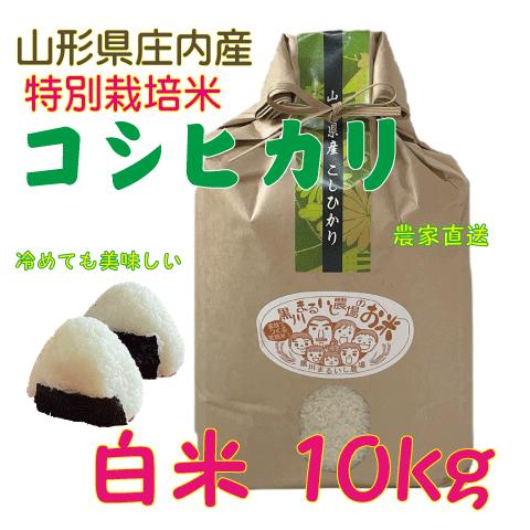 山形県庄内産コシヒカリ　白米10kg 令和５年度特別栽培米 農家直送 　特A