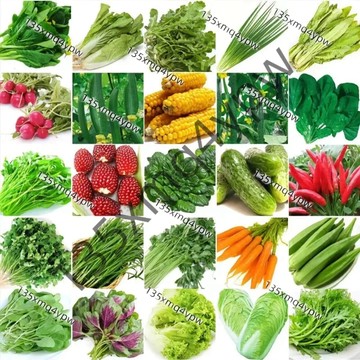 現貨 蔬菜種子大全（100粒）四季播種蔬菜種子 陽臺庭院種植菜盆栽種子 蔬菜速生五十天可多次採摘 家庭蔬菜種子蔬菜種子