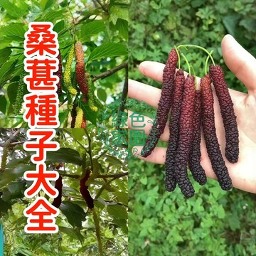 臺灣發貨 【桑葚種子大全】 白玉桑葚 黑珍珠桑葚  盆栽陽臺庭院花園種植 四季播種 水果種植 當年結果 高發芽率