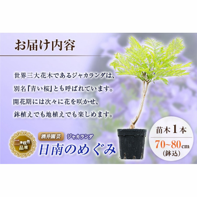 D6 191 花 連続開花性品種 ジャカランダの苗木1本 日南のめぐみ 鉢込70 80cm 通販 Lineポイント最大1 0 Get Lineショッピング