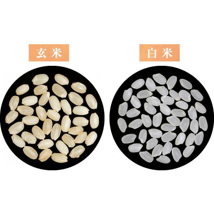 令和4年 秋田県産 淡雪こまち（低アミロース米） 玄米 2kg