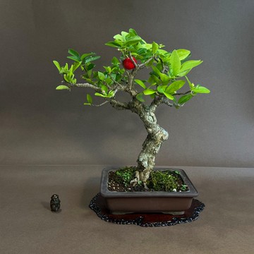 西印度櫻桃∣小品稀有盆景