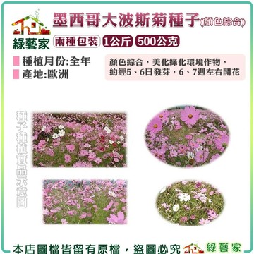 【綠藝家】墨西哥大波斯菊(顏色綜合)種子花海大包裝(花海種子)