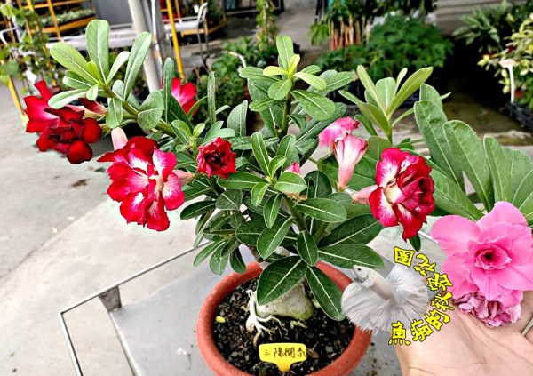 花色隨機.每盆不同~ [三陽開泰嫁接3色新品種複瓣沙漠玫瑰] 8寸大