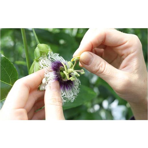 ふるさと納税 沖縄県 本部町 山パ農園 パッションフルーツ 2箱（約2kg）