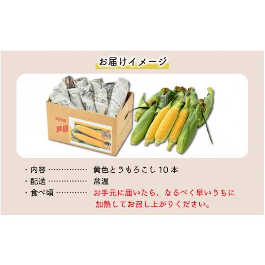 ふるさと納税 福井県 あわら市 春とうもろこし 10本 おおもの 黄色 朝採り ／ 期間限定 数量限定 ハウス栽培 産地直送 甘い スイートコーン とう…