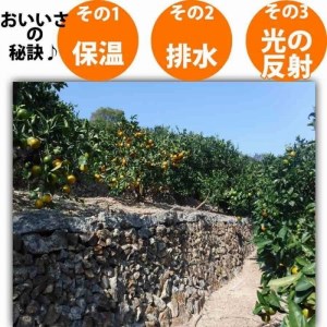 ＜12 26までの注文は年内発送＞ みかん ご家庭用　和歌山県有田川町産　有田みかん10kg