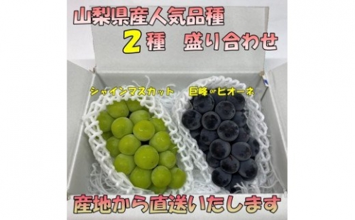 ＜2024年先行予約＞厳選!! 池田青果のシャインマスカット・巨峰 or ピオーネ（1.0kg） 173-002