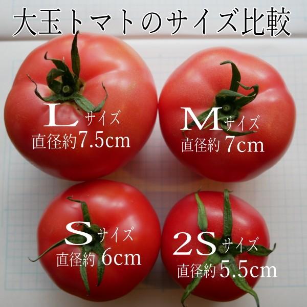 [予約 5以降お届け]親バカトマト2個とミニトマト800gの詰め合わせ 約1kg  選べるミニ  いわき市産 助川農園 農園直送 ギフト