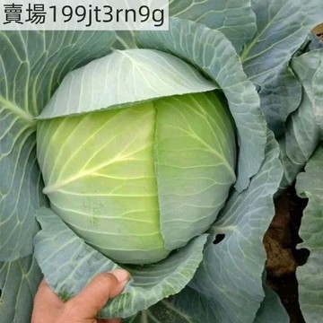 現貨🥬【包菜種子】🥬甘藍種子（50粒） 四季高產四季播種陽臺蔬菜種籽 包菜種子 農家菜園捲心菜種子陽臺庭院蔬菜種子