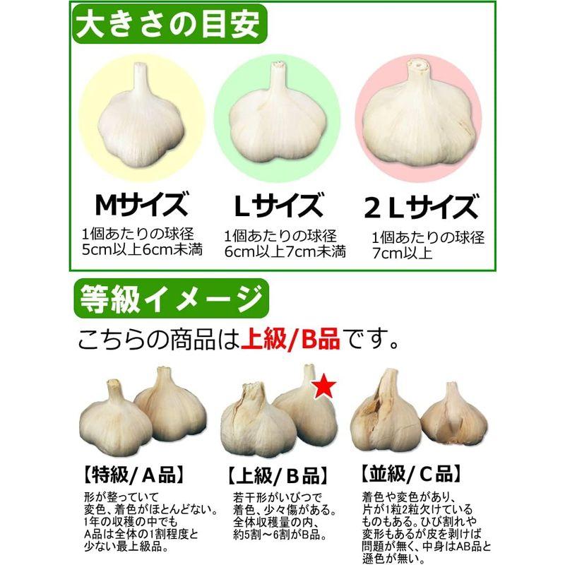 青森 にんにく 1kg B品 Mサイズ 国産 ニンニク 青森期待の新人商店