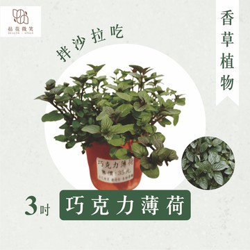 【拈花微笑】巧克力薄荷｜3吋｜香草植物｜食用植物｜調味料｜泡茶飲用｜沙拉｜甜點｜藥用｜精油｜觀賞