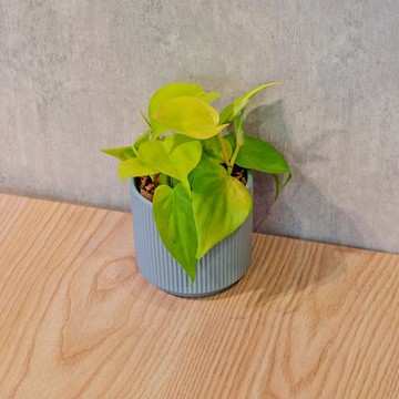 黃金心葉蔓綠絨 莫蘭迪色系直紋陶盆 室內植物 觀葉植物 禮物