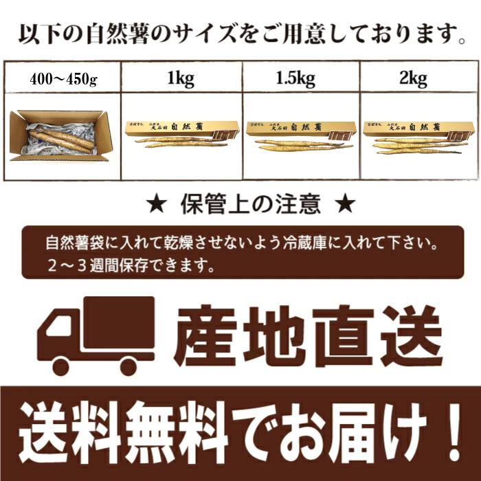 自然薯 2kg 山形県 大石田 送料無料 甘みとコク 入手困難