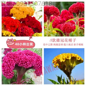12h出貨  雞冠花（100粒） 四季鳳尾花 扇狀雞冠花種子 藥材種籽 雞冠花籽 矮桿花卉 四季播種 陽台庭院盆栽