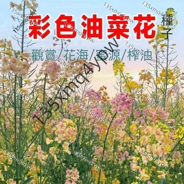 台灣現貨 彩色油菜籽種子（500粒）四季種植油菜籽種子 耐寒室內外 庭院觀賞花海種油菜籽 高產油菜籽種子