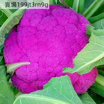 現貨🥦【紫金花花椰菜種子】🥦 （100粒）特色紫色花菜西藍蘭花種籽 春秋四季農家蔬菜種子 庭院陽臺盆栽種植 四季種植