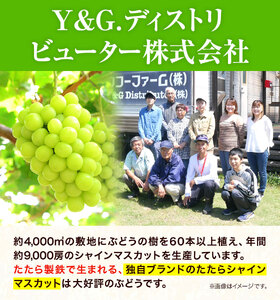 たたら みねらる シャインマスカット１房 650g以上 糖度18度以上 甘い 種無し 朝どれ ぶどう ブドウ 葡萄 マスカット シャインマスカット YG．ディストリビューター 岡山県 笠岡市