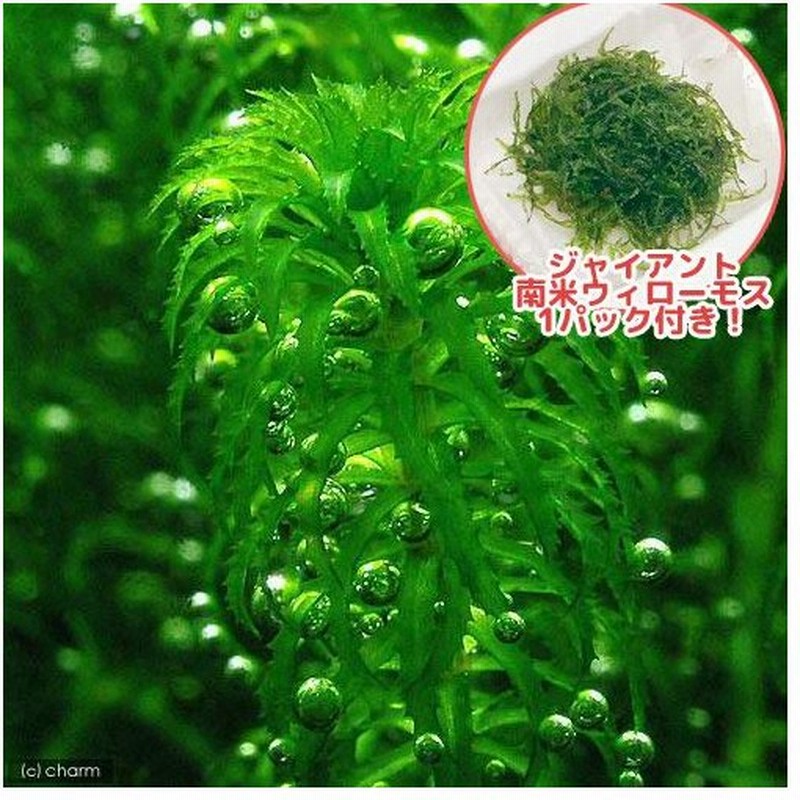 水草 ジャイアント南米ウィローモス グレートモス １セット 通販 Lineポイント最大0 5 Get Lineショッピング
