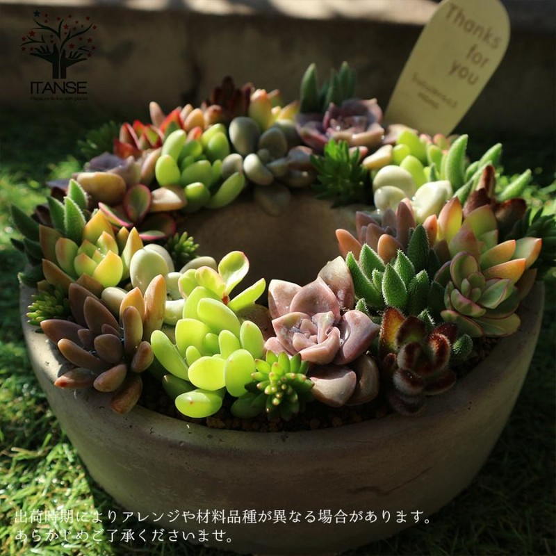 eri様専用】 気が付い ご確認用 そのまま飾れる多肉植物 リース